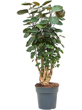 Полисциас Фабиан Полисциас Фабиан