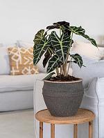 Кашпо Mediterranean athena l umber brown D53 H45 см