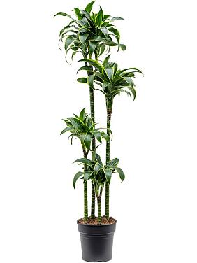 Драцена Фрагранс Дорадо 4 ствола Драцена Фрагранс Дорадо 4 ствола