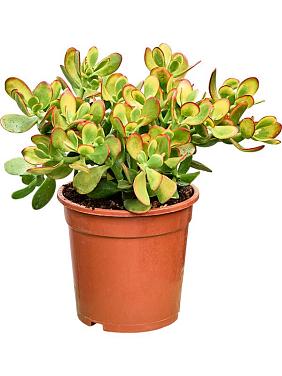 Крассула Овата Сансет Крассула Овата Сансет