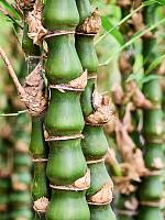 Бамбук Вентрикоза вздутый H150 D27 см