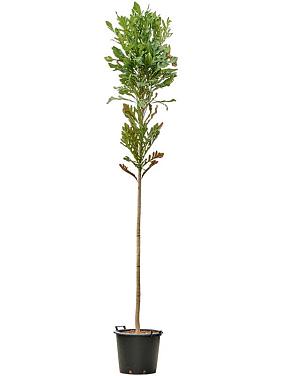 Стенокарпус выемчатый Стенокарпус выемчатый