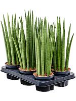 Сансевиерия Цилиндрика Спайк H40 D12 см