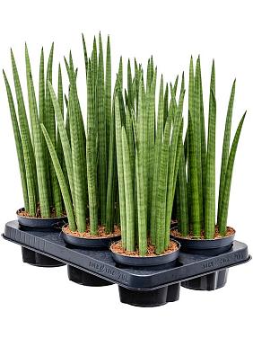 Сансевиерия Цилиндрика Спайк Сансевиерия Цилиндрика Спайк