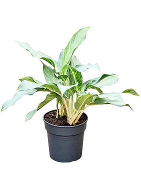 Аглаонема Призрак Аглаонема Призрак
