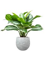 Аглаонема Сильвер Бей H50 D19 см
