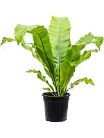 Асплениум Нидус гнездовой H35 D17 см