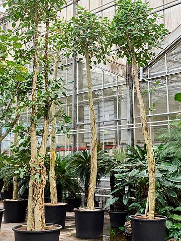 Фикус Бенгальский Одри