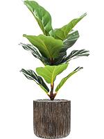 Фикус Лирата искусственный W35 H55 см