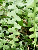 Эпифиллум Ангулигер угловатый ампельный H60 D38 см