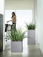 Сансевиерия Цилиндрика Фернвуд Микадо H25 D8 см