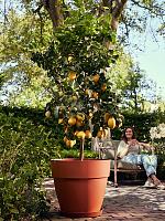 Кашпо Vibia campana round terra D65 H56 см Кашпо Vibia campana round terra D65 H56 см