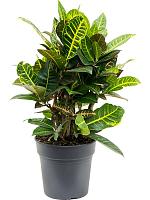 Кротон (Кодиеум) Петра H60 D21 см