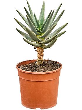 Алоэ Дихотомическое (Колчанное дерево) Алоэ Дихотомическое (Колчанное дерево)