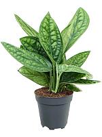 Эпипремнум Марбл Планет перистый H30 D12 см