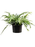 Аглаоморфа Джим H70 D37 см