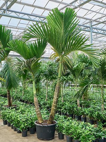 Бетелевая пальма (Арека Катеху) 2 ствола