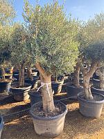 Оливковое дерево (Олива европейская) H270 D78 см