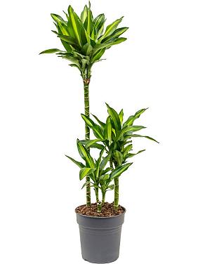 Драцена Фрагранс Чинто 3 ствола