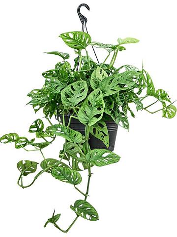 Монстера Обликва ампельная