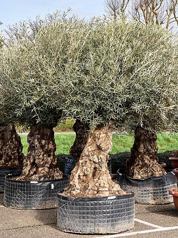 Оливковое дерево (Олива европейская)