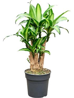 Драцена Фрагранс Массанжеана разветвленная Драцена Фрагранс Массанжеана разветвленная