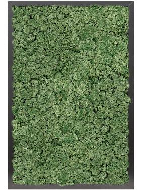 Картина из мха mdf ral 9005 satin gloss 100% reindeer moss (moss green) Картина из мха mdf ral 9005 satin gloss 100% reindeer moss (moss green)