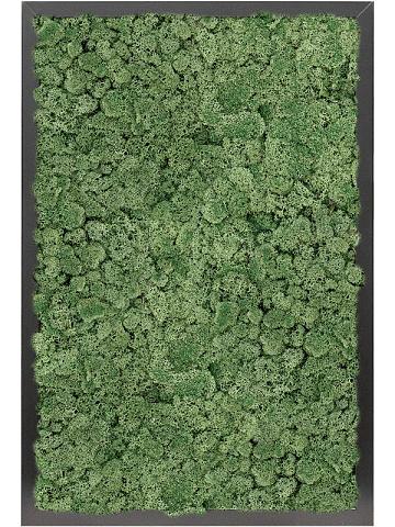 Картина из мха mdf ral 9005 satin gloss 100% reindeer moss (moss green) Картина из мха mdf ral 9005 satin gloss 100% reindeer moss (moss green)