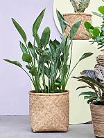 Стрелиция Королевская Регина H150 D34 см