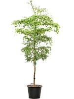 Буцида Буцерас (Терминалия) H325 D55 см