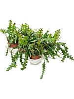 Эпифиллум Ангулигер угловатый H25 D12 см