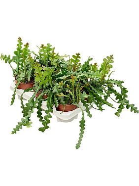 Эпифиллум Ангулигер угловатый