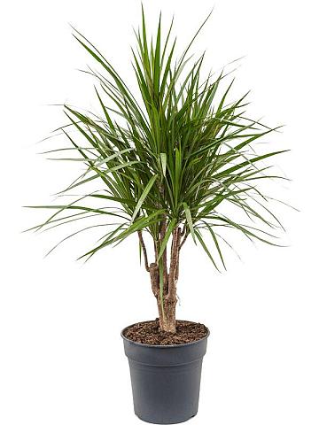 Драцена Маргината окаймленная разветвленная Драцена Маргината окаймленная разветвленная