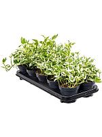 Эпипремнум Н-Джой H20 D12 см