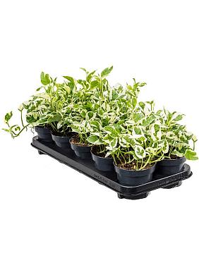 Эпипремнум Н-Джой Эпипремнум Н-Джой