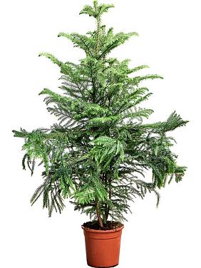 Араукария разнолистная Хетерофилла Араукария разнолистная Хетерофилла