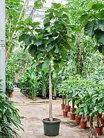 Фикус Умбеллата H310 D45 см