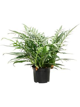 Аглаоморфа Джим Аглаоморфа Джим