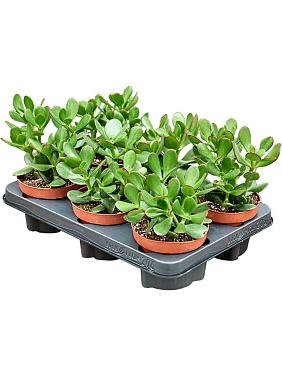 Крассула Овата