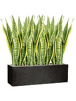 Сансевиерия Лауренти трехполосная H85 D21 см