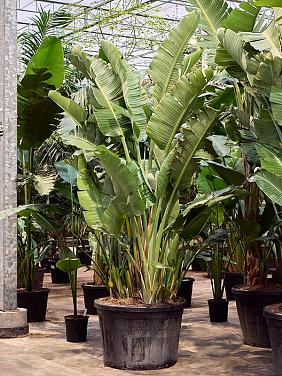 Стрелиция Николая