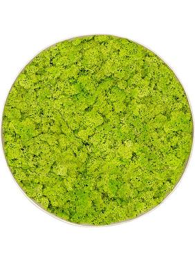 Картина из мха nova frame antique white-concrete reindeer moss (spring green)