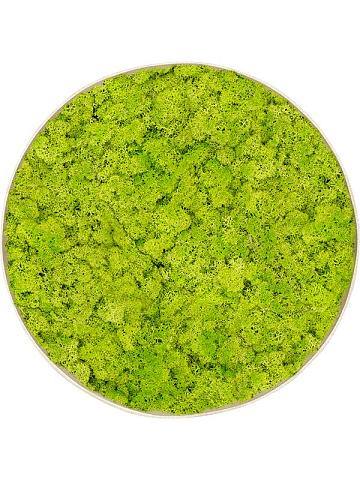 Картина из мха nova frame antique white-concrete reindeer moss (spring green) Картина из мха nova frame antique white-concrete reindeer moss (spring green)