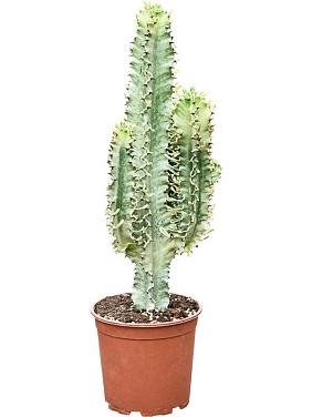 Молочай Эритрейский (Эуфорбия Эритрея)