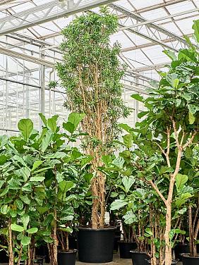 Драцена Песня Ямайки