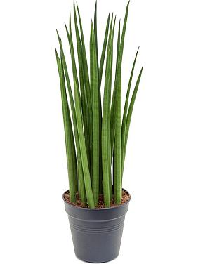 Сансевиерия Цилиндрика Спайк Сансевиерия Цилиндрика Спайк