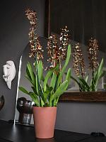 Кашпо Ceramic rosa m peacan brown D13 H16 см