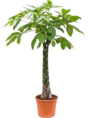 Пахира Акватика переплетенная