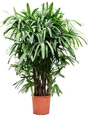 Рапис высокий Рапис высокий