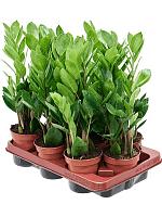 Замиокулькас замиелистный H30 D11 см